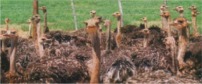 Ostrich group 202x84